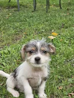 Scruffy , a male Rat Terrier for sale in Belews Creek, NC – 3 of 5