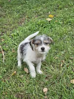 Scruffy , a male Rat Terrier for sale in Belews Creek, NC – 5 of 5