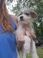 Scruffy , a male Rat Terrier for sale in Belews Creek, NC – 2 of 5