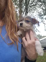 Scruffy , a male Rat Terrier for sale in Belews Creek, NC – 4 of 5