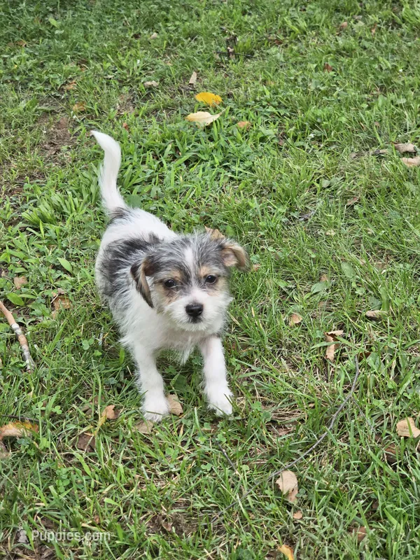 Scruffy  – Rat Terrier puppy for sale in Belews Creek, NC