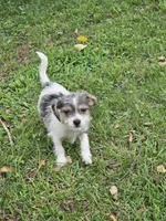 Scruffy , a male Rat Terrier for sale in Belews Creek, NC – 1 of 5