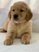 Ronko, a male Golden Retriever for sale in Hollis, NH – 2 of 6