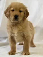 Ronko, a male Golden Retriever for sale in Hollis, NH – 5 of 6