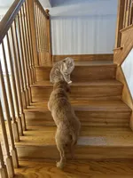 Milano, a male Golden Retriever for sale in Hollis, NH – 9 of 10