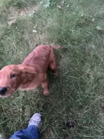 Milano, a male Golden Retriever for sale in Hollis, NH – 3 of 10