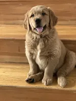 Lullis , a female Golden Retriever for sale in Hollis, NH – 5 of 6