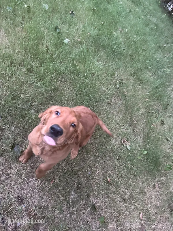 Milano – Golden Retriever puppy for sale in Hollis, NH