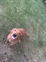 Milano, a male Golden Retriever for sale in Hollis, NH – 1 of 10