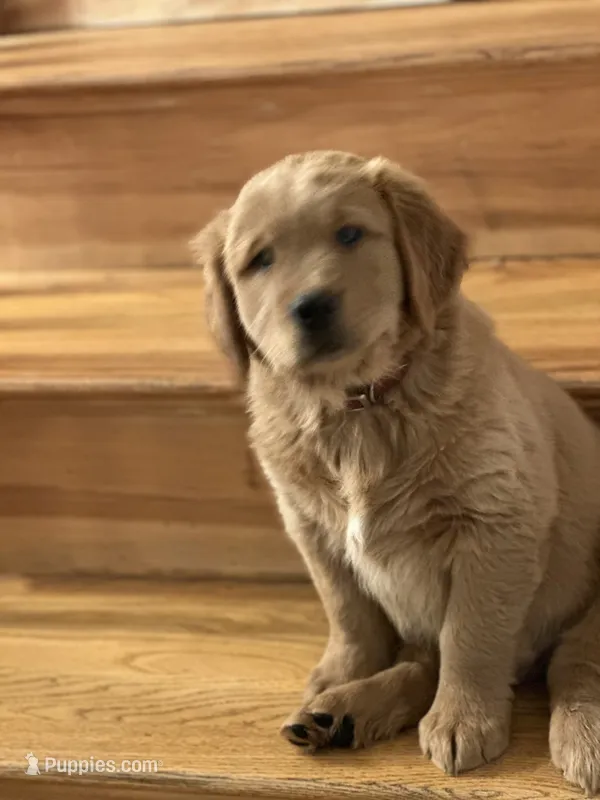 Lullis  – Golden Retriever puppy for sale in Hollis, NH