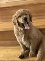 Lullis , a female Golden Retriever for sale in Hollis, NH – 4 of 6