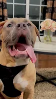 Rocky, a male American Bully for sale in Hollis, NH – 2 of 6
