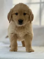 Duke, a male Golden Retriever for sale in Hollis, NH – Photo 5 of 8