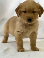 Duke, a male Golden Retriever for sale in Hollis, NH – Photo 2 of 8