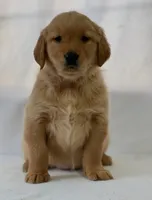 Duke, a male Golden Retriever for sale in Hollis, NH – Photo 8 of 8
