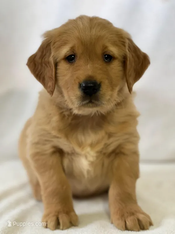 Duke – Golden Retriever puppy for sale in Hollis, NH