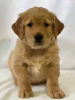 Duke, a male Golden Retriever for sale in Hollis, NH – Photo 1 of 8