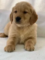 Duke, a male Golden Retriever for sale in Hollis, NH – Photo 6 of 8