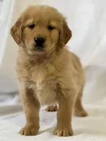Duke, a male Golden Retriever for sale in Hollis, NH – Photo 3 of 8