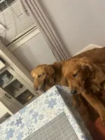 Milano, a male Golden Retriever for sale in Hollis, NH – 4 of 10