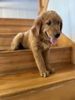 Milano, a male Golden Retriever for sale in Hollis, NH – 10 of 10