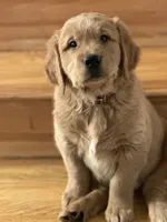Lullis , a female Golden Retriever for sale in Hollis, NH – 2 of 6