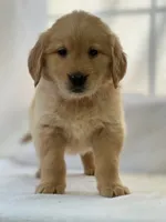 Ronko, a male Golden Retriever for sale in Hollis, NH – 3 of 6