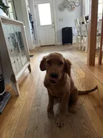 Milano, a male Golden Retriever for sale in Hollis, NH – 8 of 10