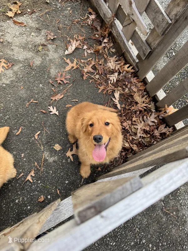 Bella, a female Golden Retriever for sale in Hollis, NH – Photo 1 of 1