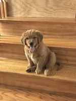 Lullis , a female Golden Retriever for sale in Hollis, NH – 6 of 6