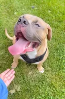 Rocky, a male American Bully for sale in Hollis, NH – 5 of 6