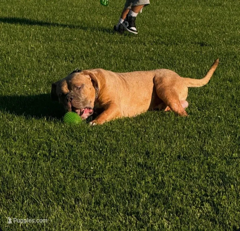 Rocky – American Bully puppy for sale in Hollis, NH