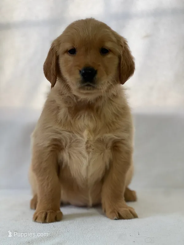 Ronko – Golden Retriever puppy for sale in Hollis, NH
