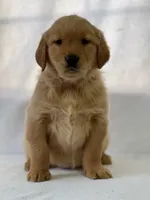 Ronko, a male Golden Retriever for sale in Hollis, NH – 1 of 6