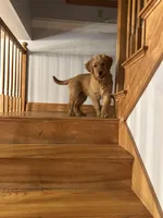 Juma, a female Golden Retriever for sale in Hollis, NH – Photo 9 of 10