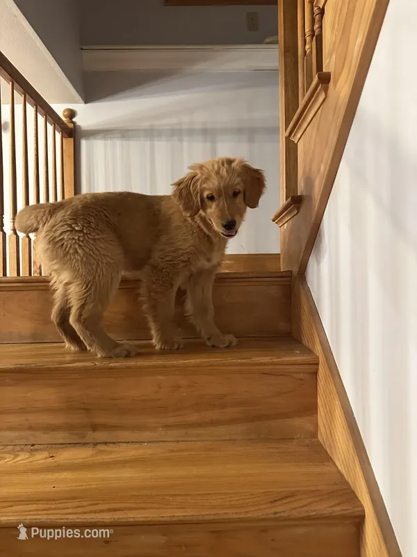 Juma – Golden Retriever puppy for sale in Hollis, NH
