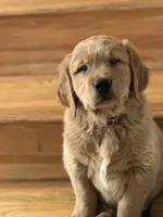 Lullis , a female Golden Retriever for sale in Hollis, NH – 3 of 6