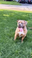 Rocky, a male American Bully for sale in Hollis, NH – 6 of 6