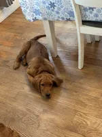 Milano, a male Golden Retriever for sale in Hollis, NH – 5 of 10