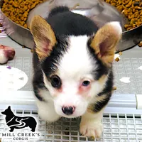AKC Ruth, a male Pembroke Welsh Corgi for sale in Taylorsville, NC – 6 of 8