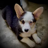 AKC Ruth, a female Pembroke Welsh Corgi for sale in Taylorsville, NC – 3 of 9