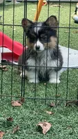 Zee-fluffy BHT girl, natural tail, a male Pembroke Welsh Corgi for sale in Taylorsville, NC – 9 of 9