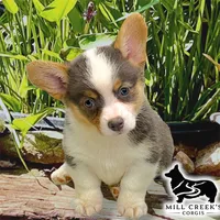 AKC Juniper Full Tail, a female Pembroke Welsh Corgi for sale in Taylorsville, NC – 6 of 7