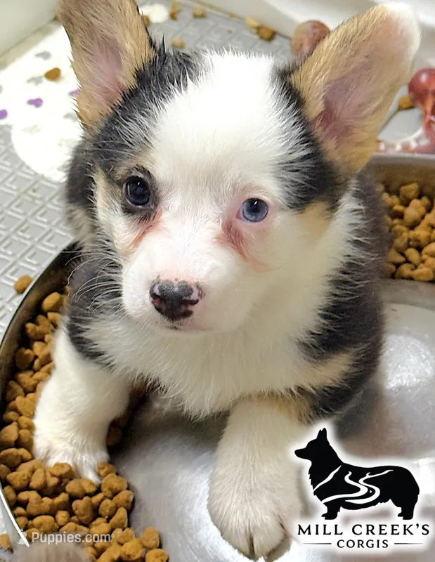 AKC Ruth – Pembroke Welsh Corgi puppy for sale in Taylorsville, NC