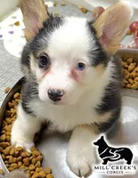 AKC Ruth, a male Pembroke Welsh Corgi for sale in Taylorsville, NC – 1 of 8