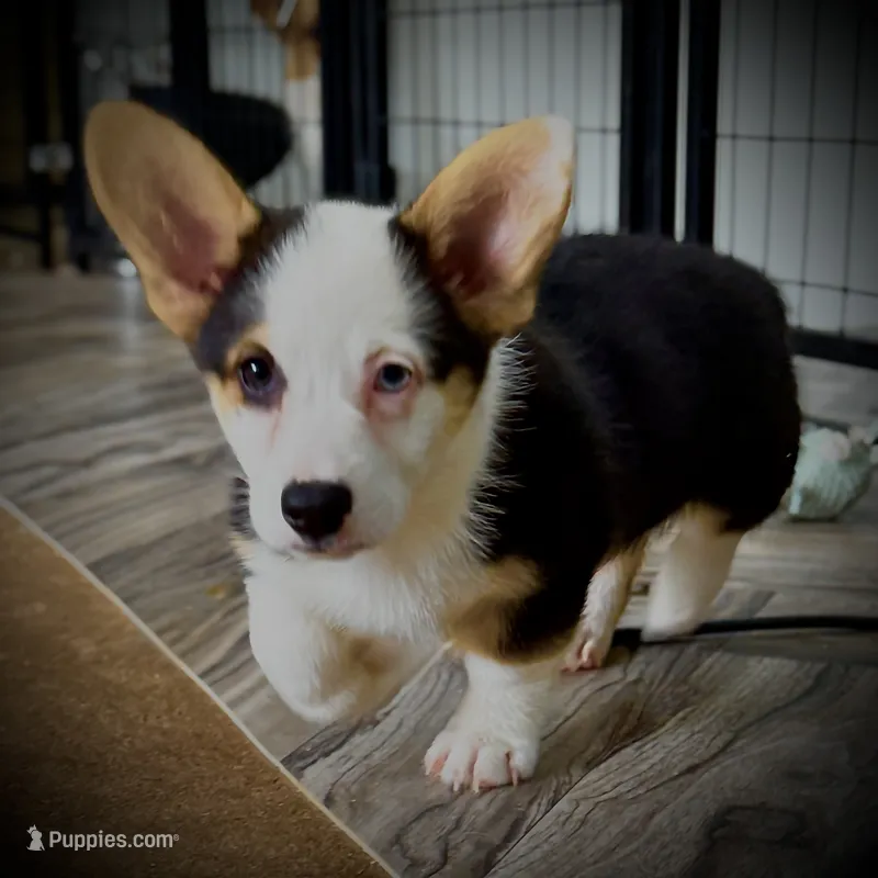 AKC Ruth – Pembroke Welsh Corgi puppy for sale in Taylorsville, NC