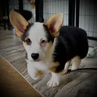 AKC Ruth, a female Pembroke Welsh Corgi for sale in Taylorsville, NC – 1 of 9