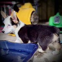 AKC Ruth, a female Pembroke Welsh Corgi for sale in Taylorsville, NC – 7 of 9