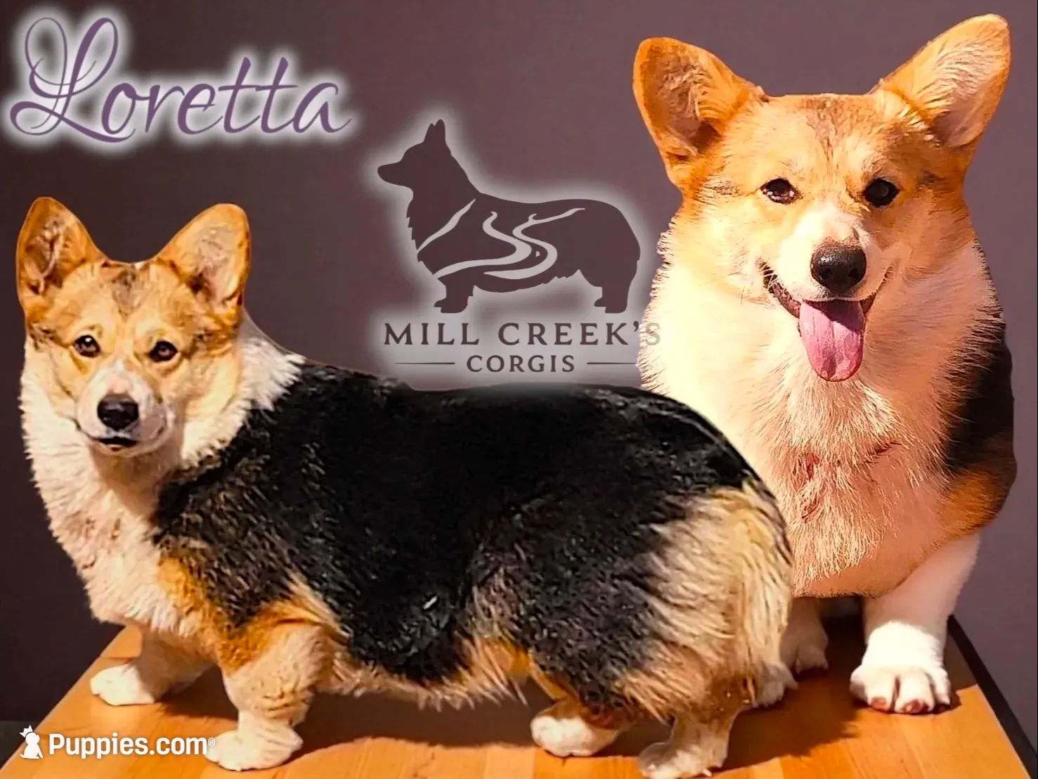 AKC Ruth, a female Pembroke Welsh Corgi for sale in Taylorsville, NC – 9 of 9