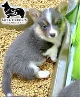 AKC Tinsley, full tail, a female Pembroke Welsh Corgi for sale in Taylorsville, NC – 3 of 6